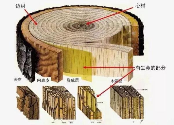 天然木皮樹木內(nèi)部結(jié)構(gòu)圖